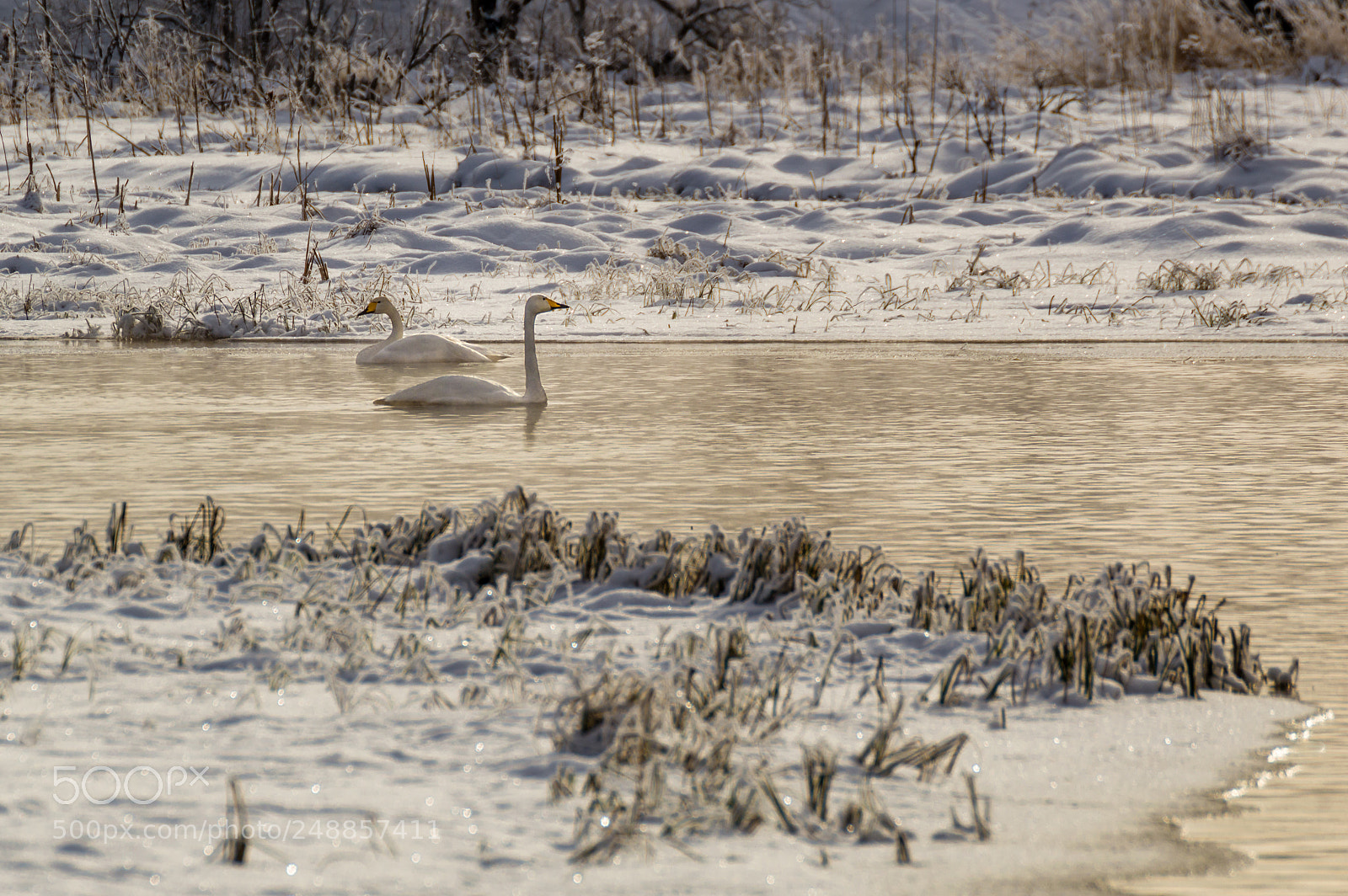 Nikon D3200 sample photo. Swan river photography