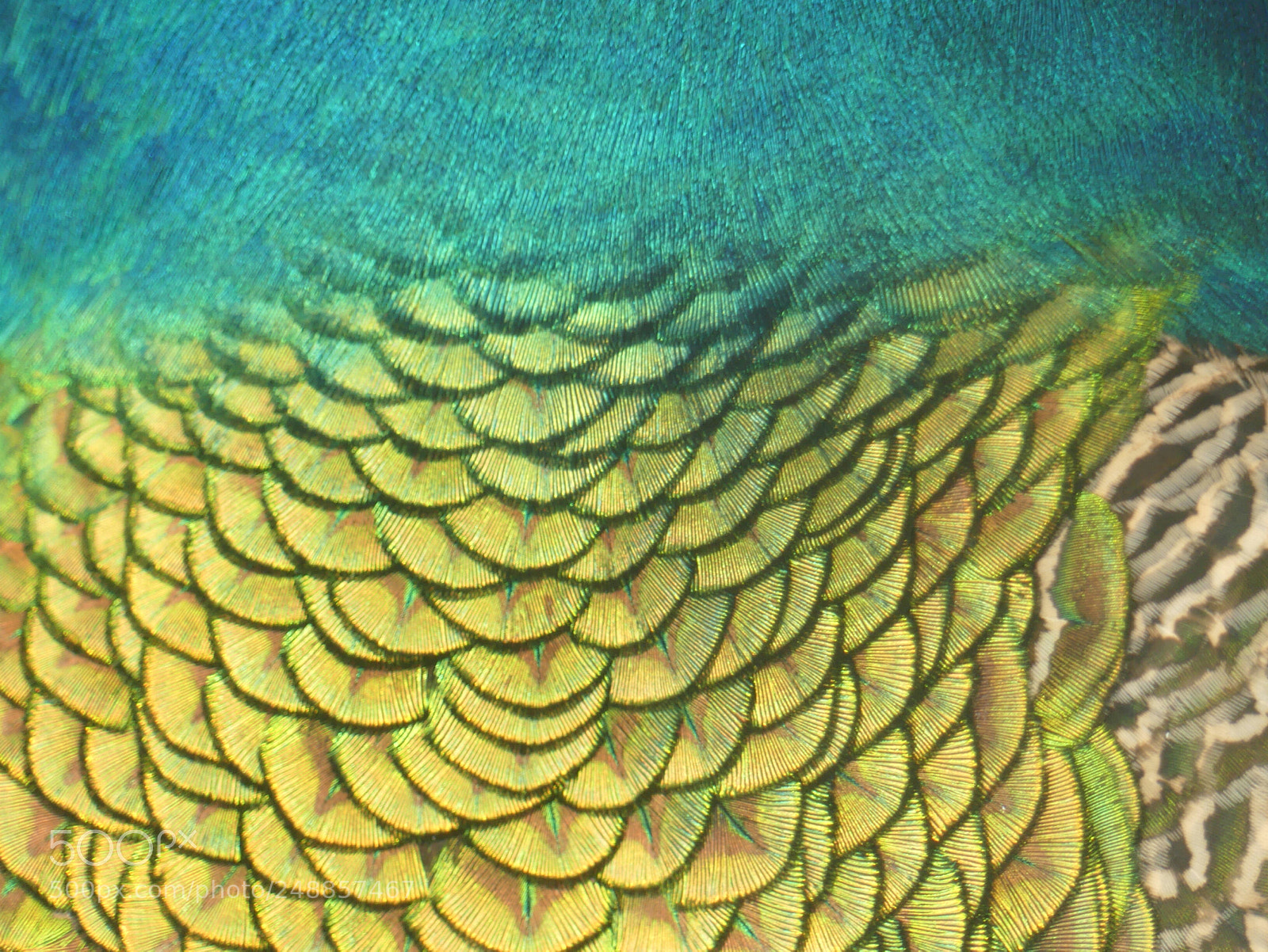 Panasonic Lumix DMC-FZ300 sample photo. Peacock feathers photography