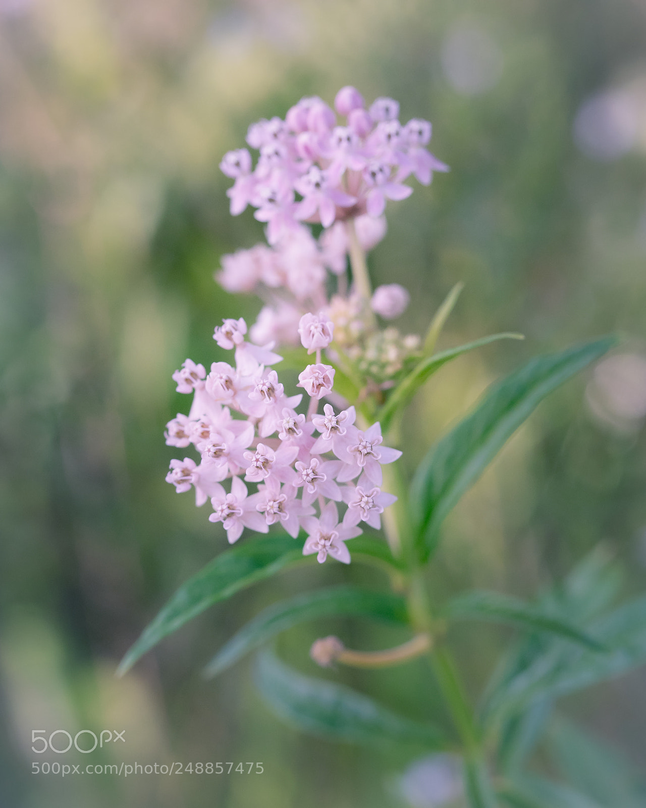 Olympus OM-D E-M1 sample photo. Naples botanical garden photography
