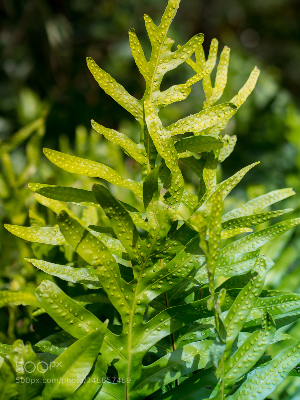 Olympus OM-D E-M5 sample photo. Tropical leaves photography