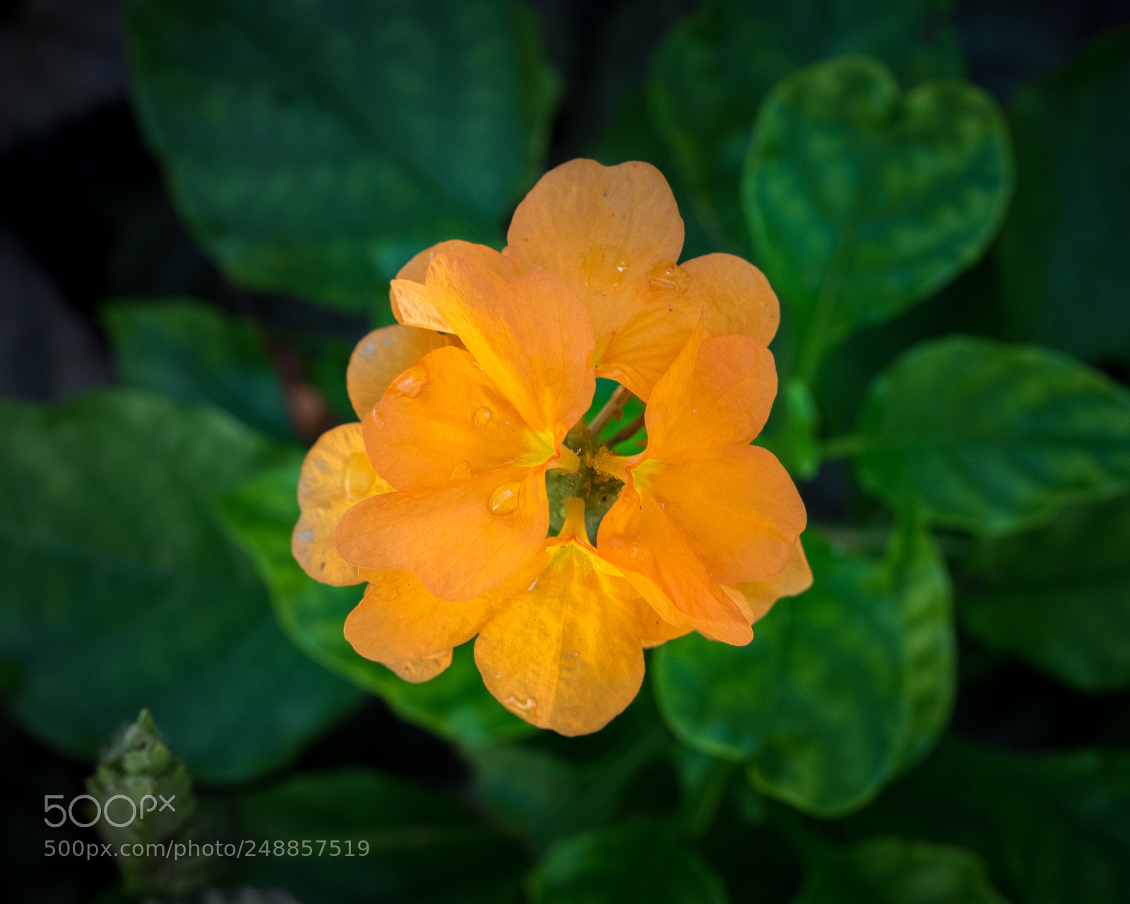 Olympus OM-D E-M1 sample photo. Flower head photography