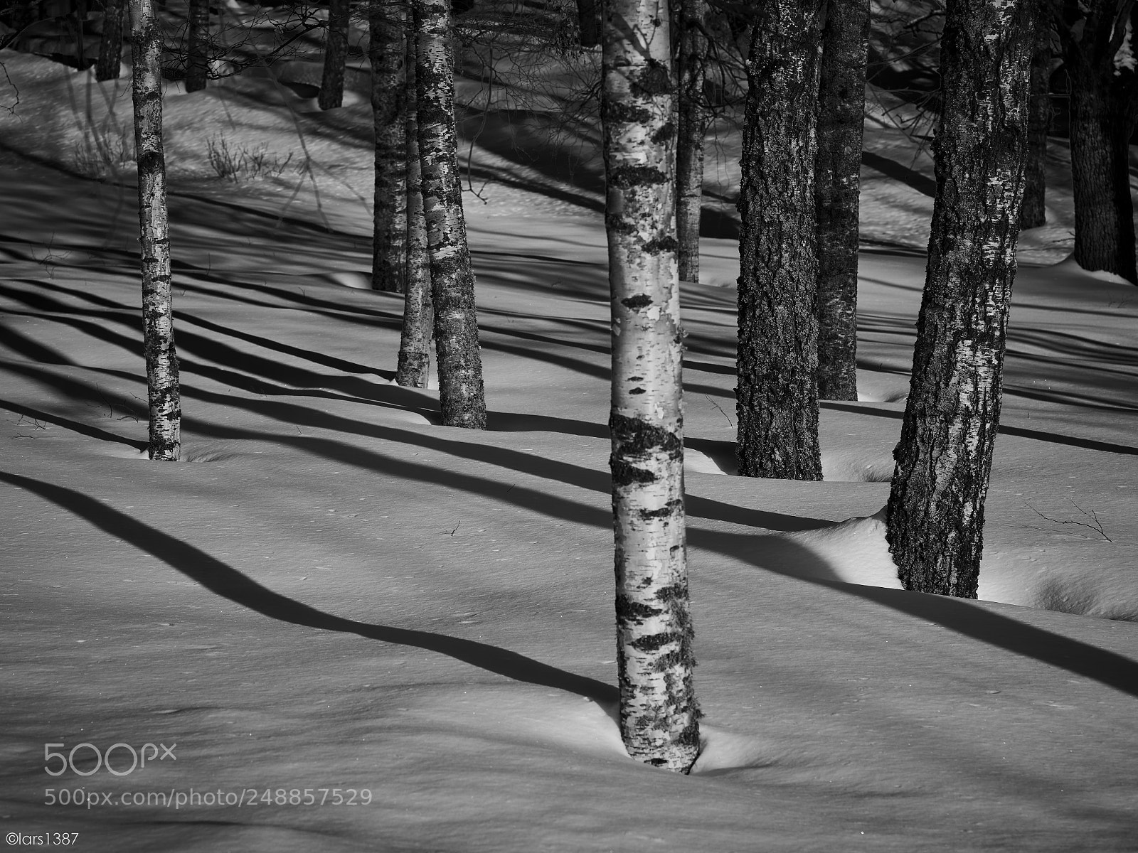 Sony a7R II sample photo. Trees in snow photography