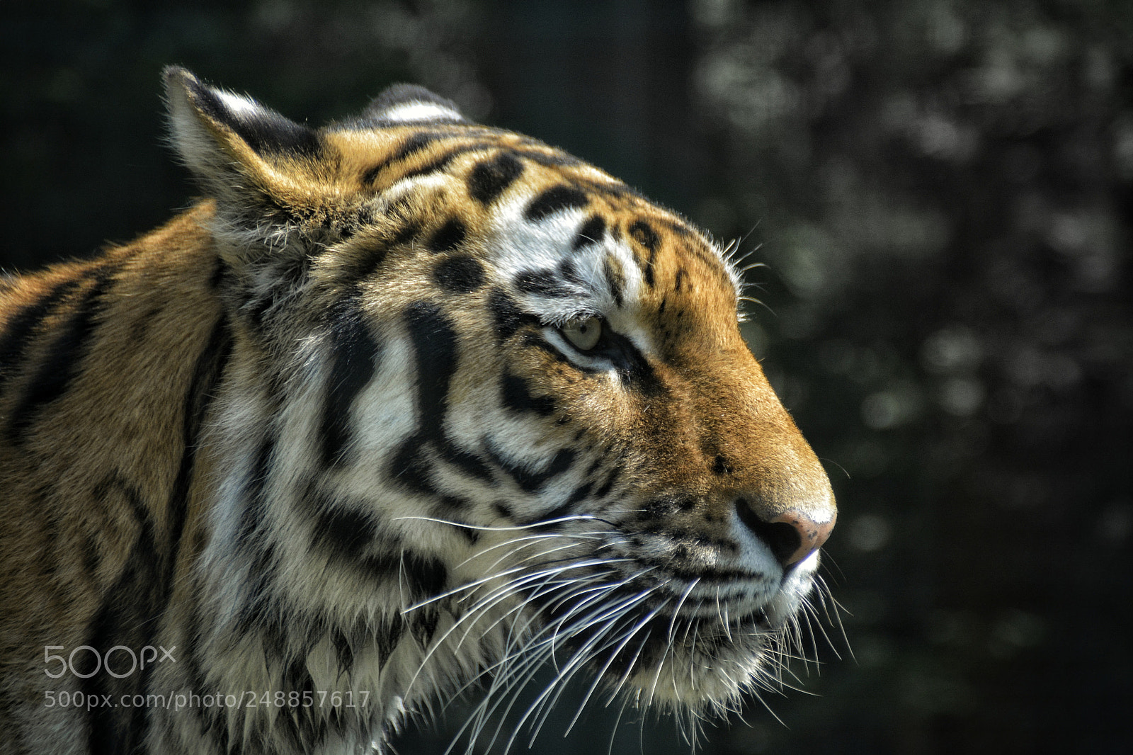 Nikon D7100 sample photo. Tiger charisma photography