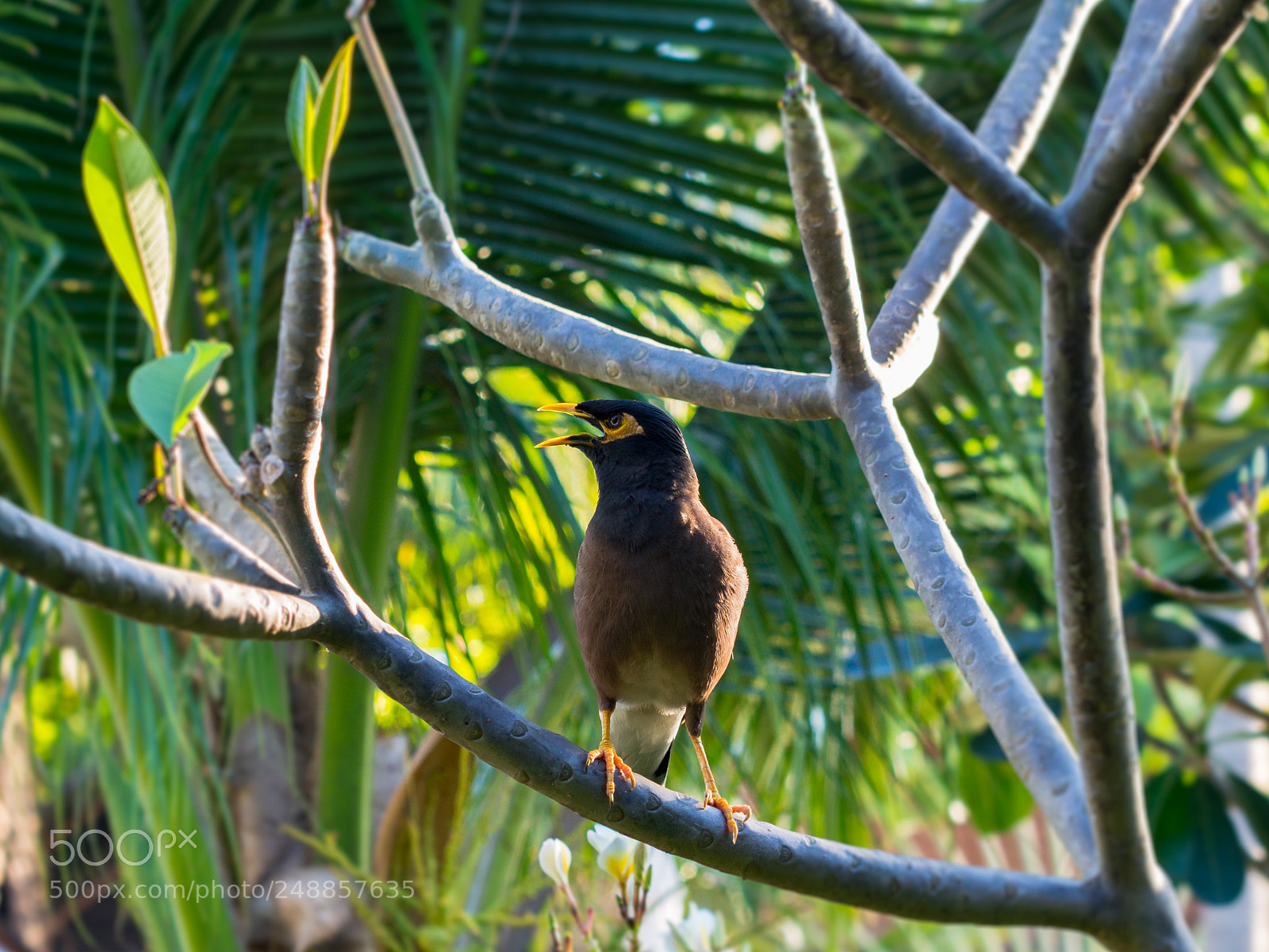 Olympus OM-D E-M5 sample photo. Paradise bird photography