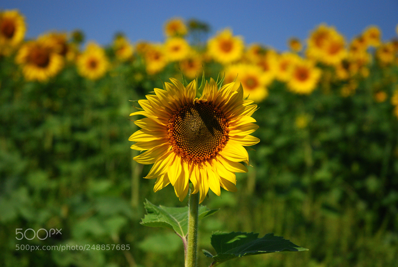 Nikon D80 sample photo. Center of attention photography