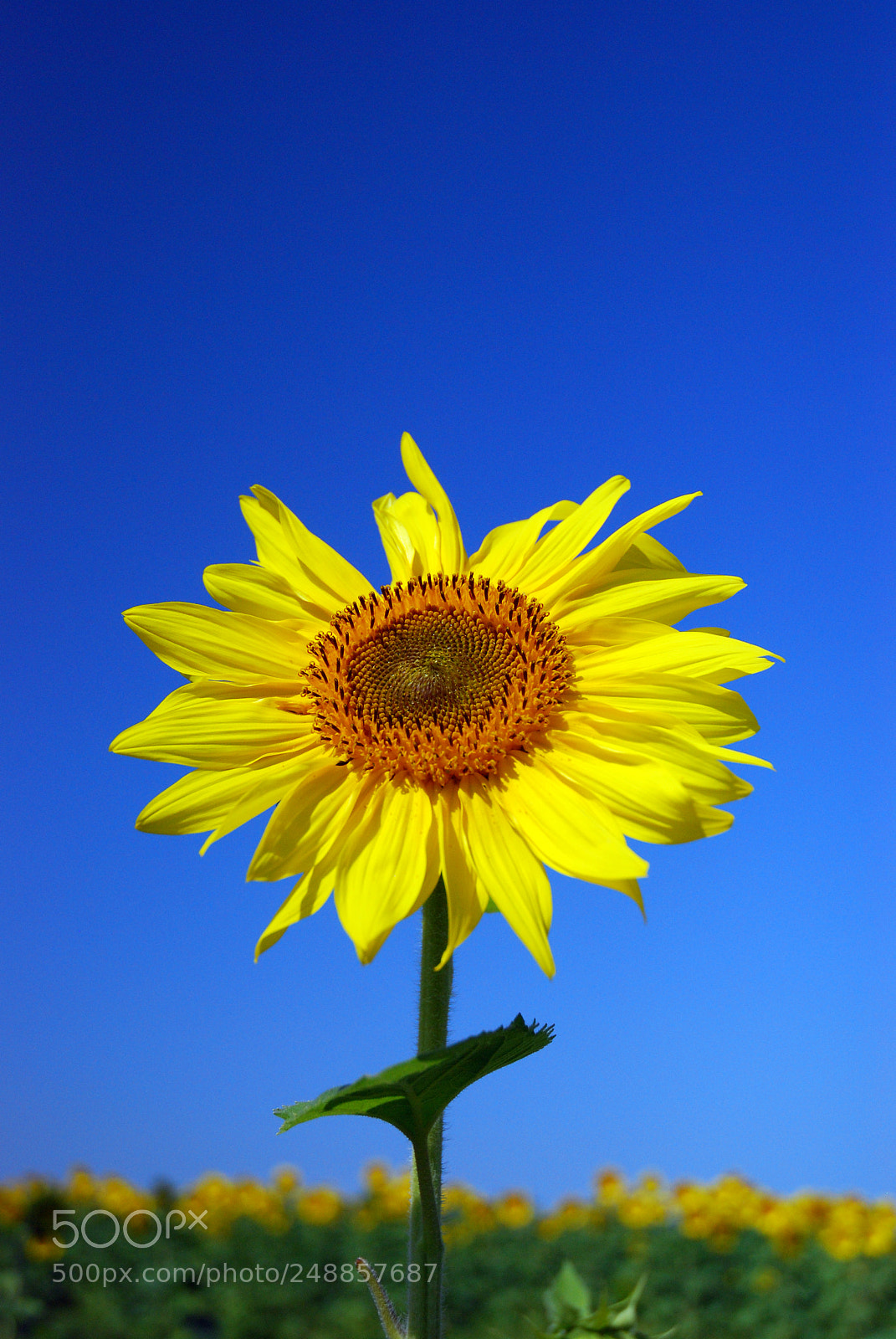 Nikon D80 sample photo. Lone sunflower photography