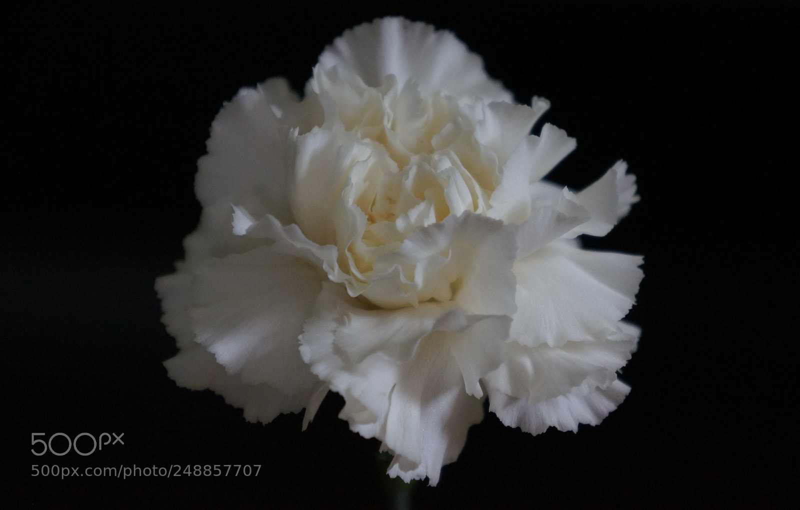 Sony Alpha NEX-5N sample photo. Wvb photography