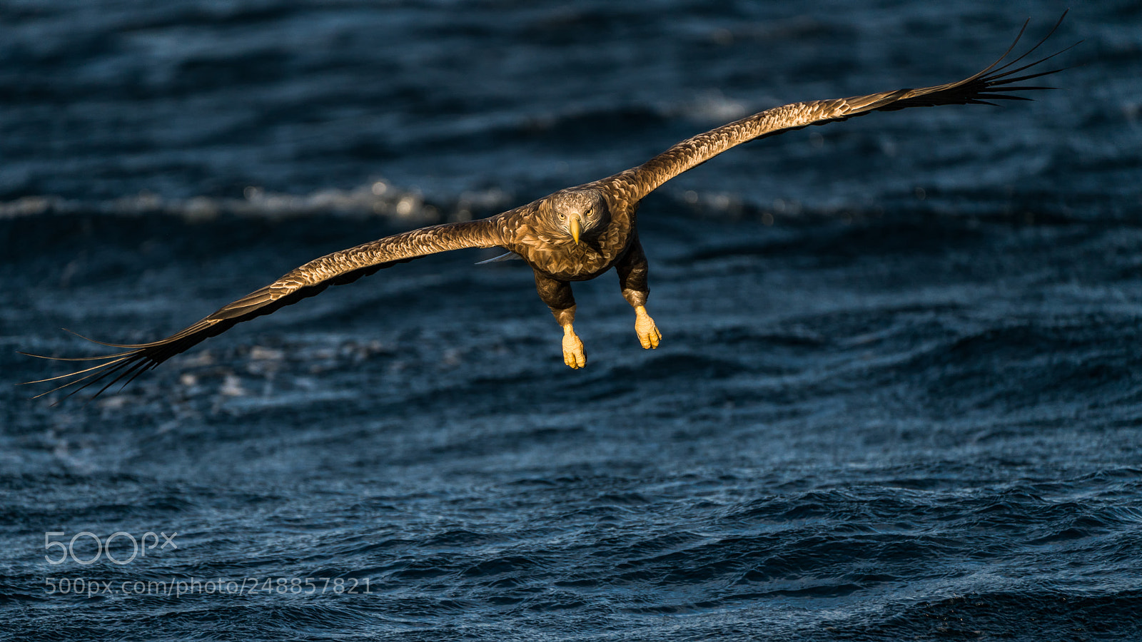 Sony a7R III sample photo. Seeadler photography