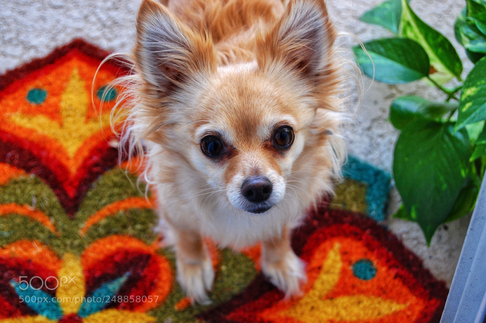 Nikon D40 sample photo. Pooh bear photography