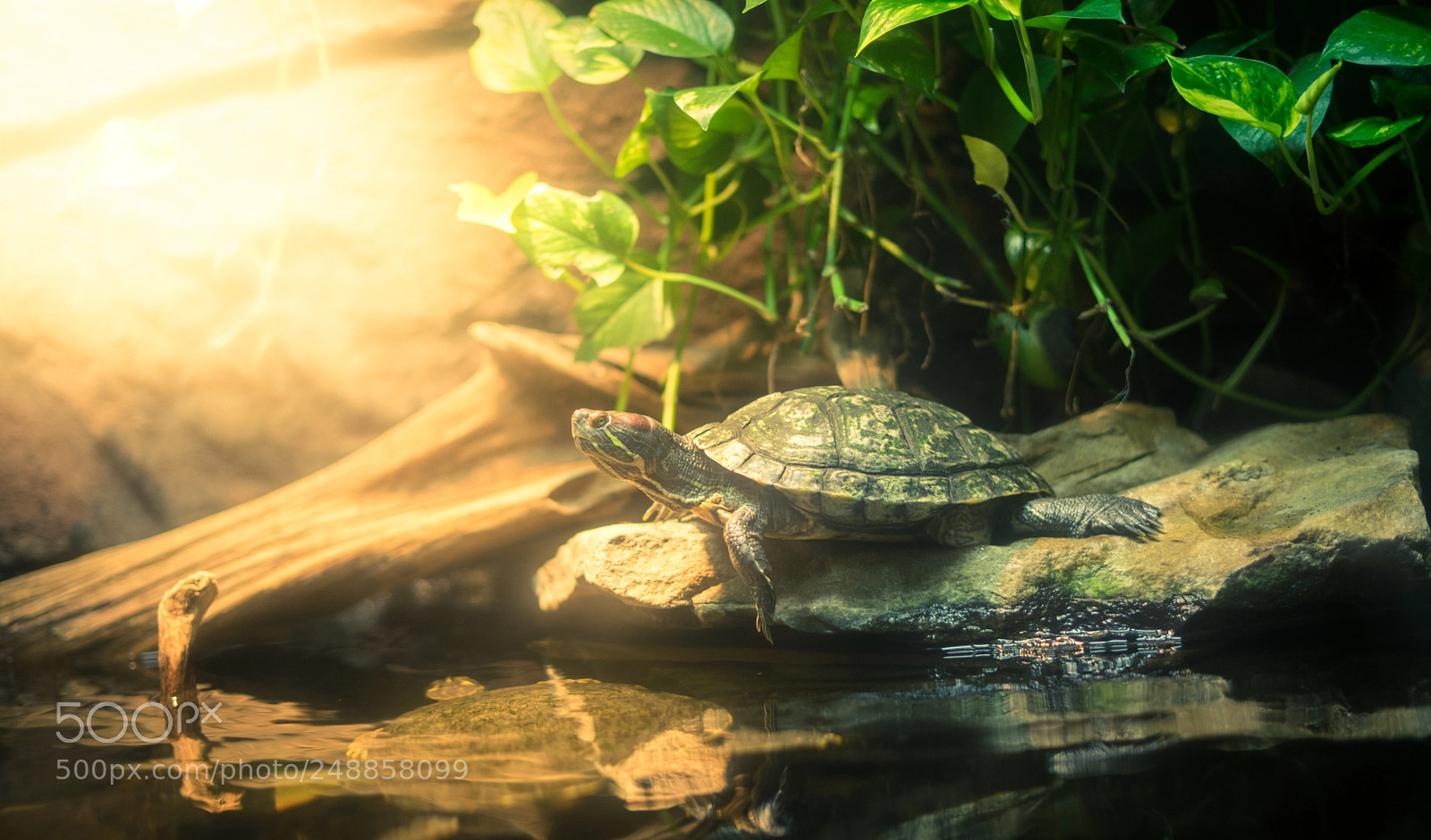 Sony a7 II sample photo. Basking turle photography