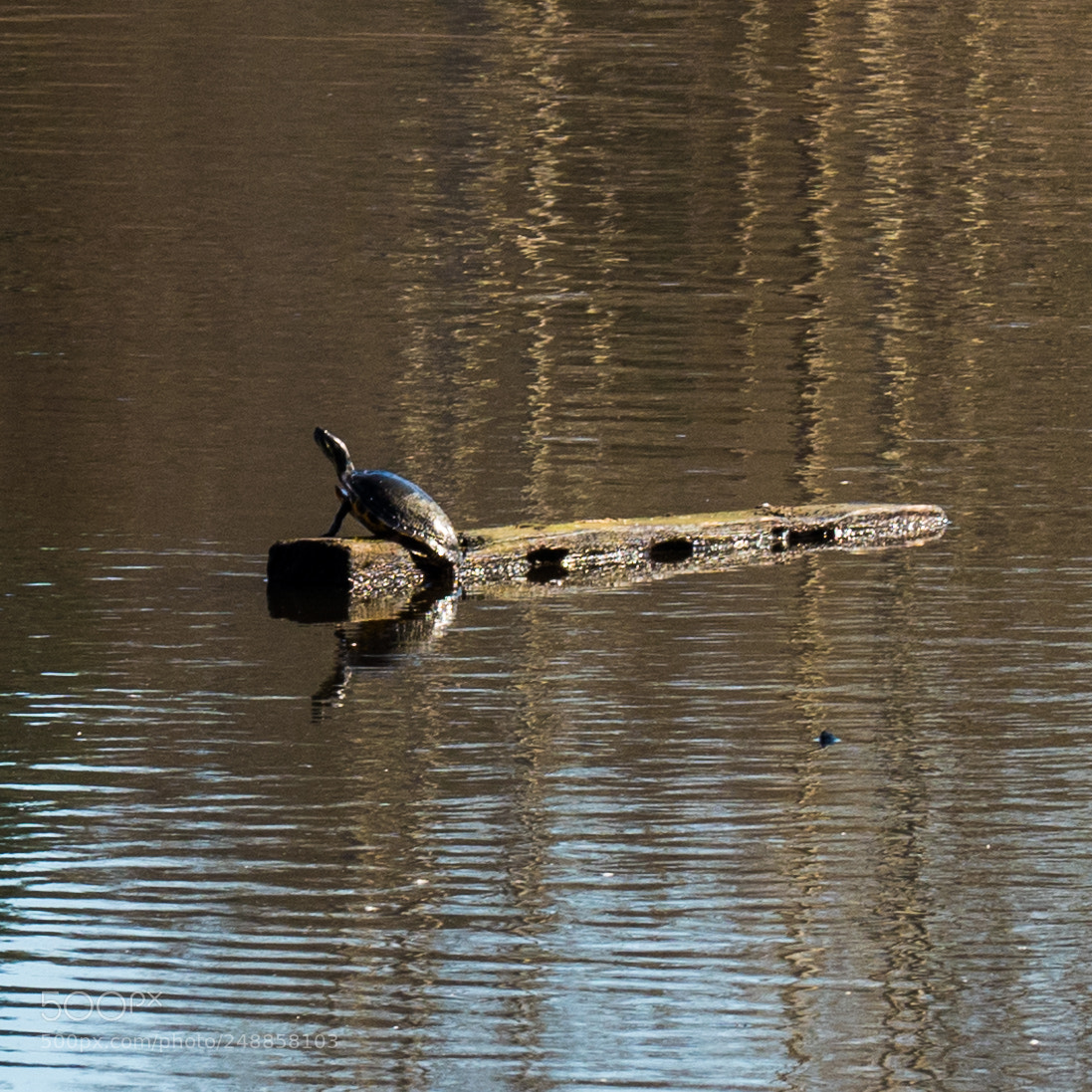 Olympus OM-D E-M5 II sample photo. Reflecting photography