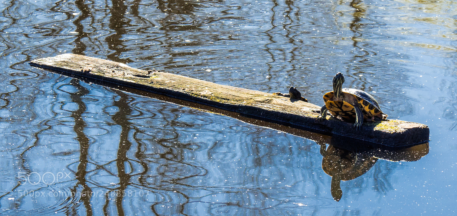 Olympus OM-D E-M5 II sample photo. Turtles at juanita bay photography