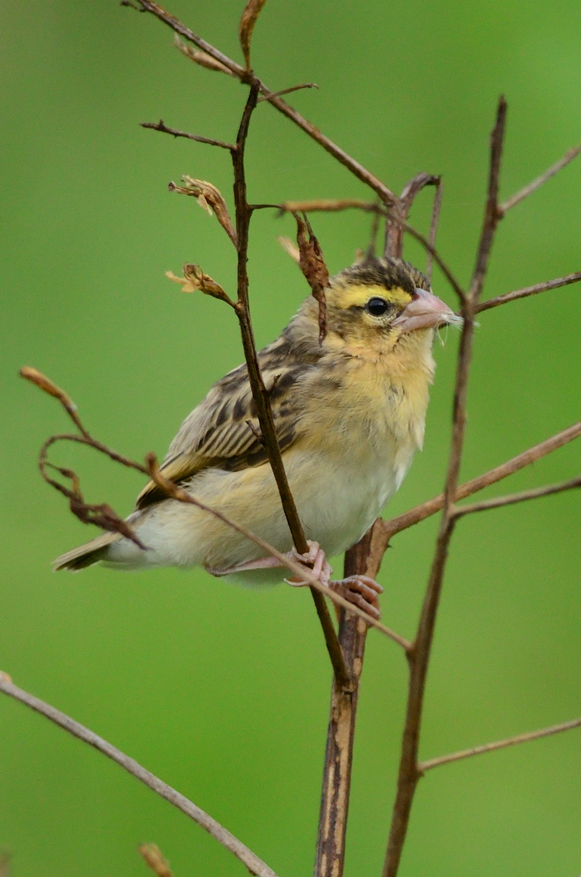 Nikon AF-S Nikkor 300mm F4D ED-IF sample photo. Bird photography