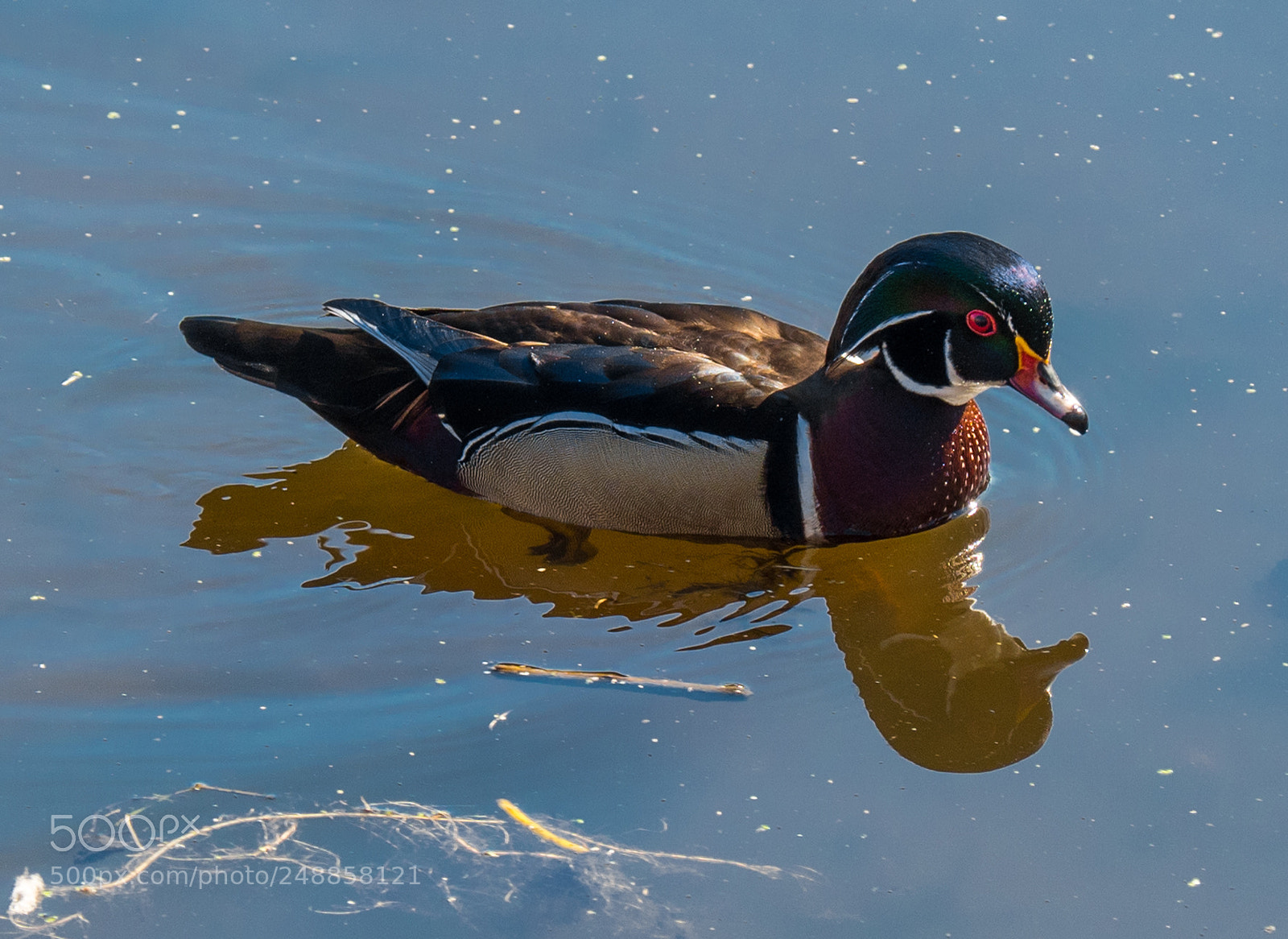 Olympus OM-D E-M5 II sample photo. Wood duck photography