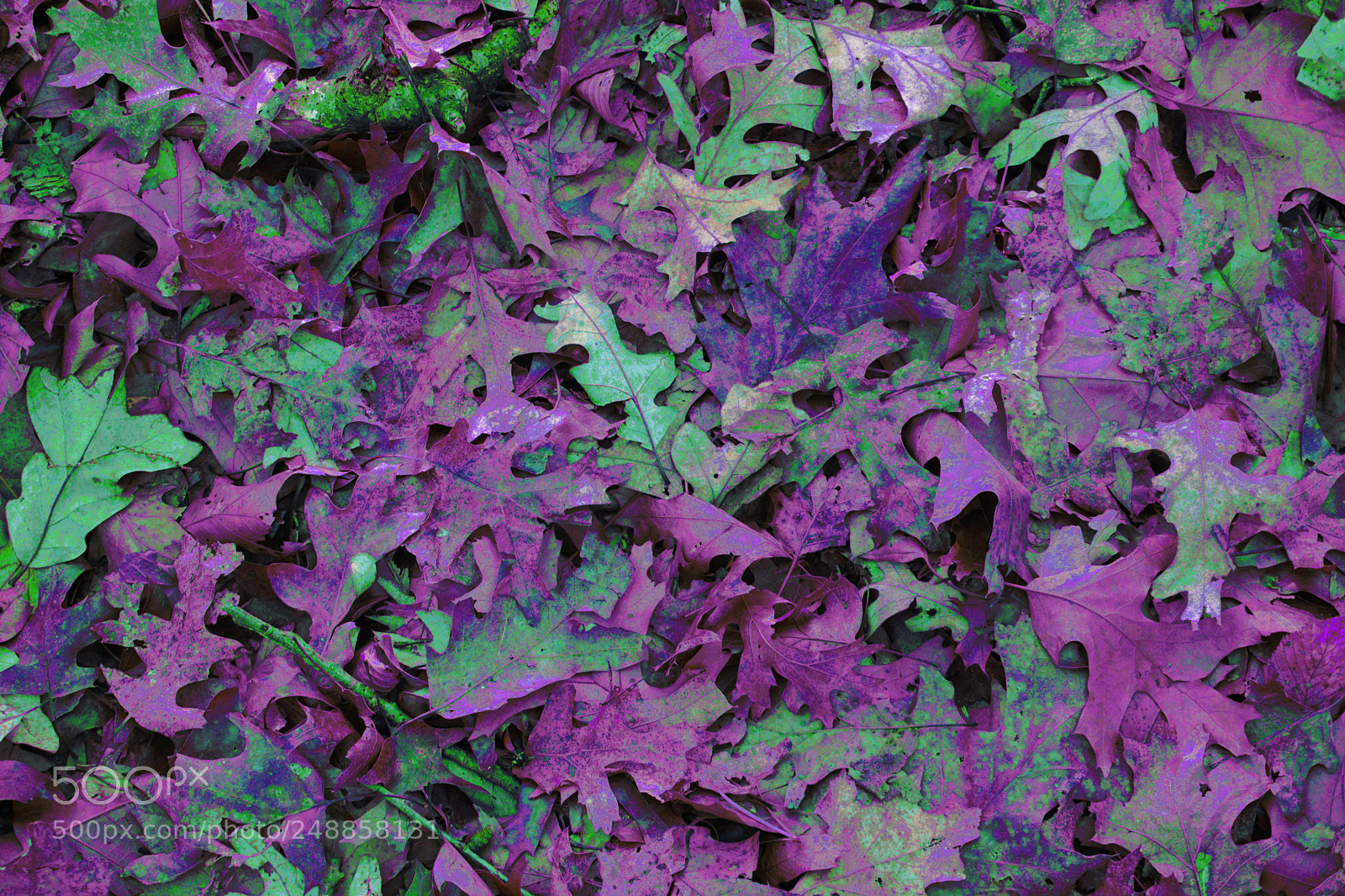 Sony a6000 sample photo. Leaves photography