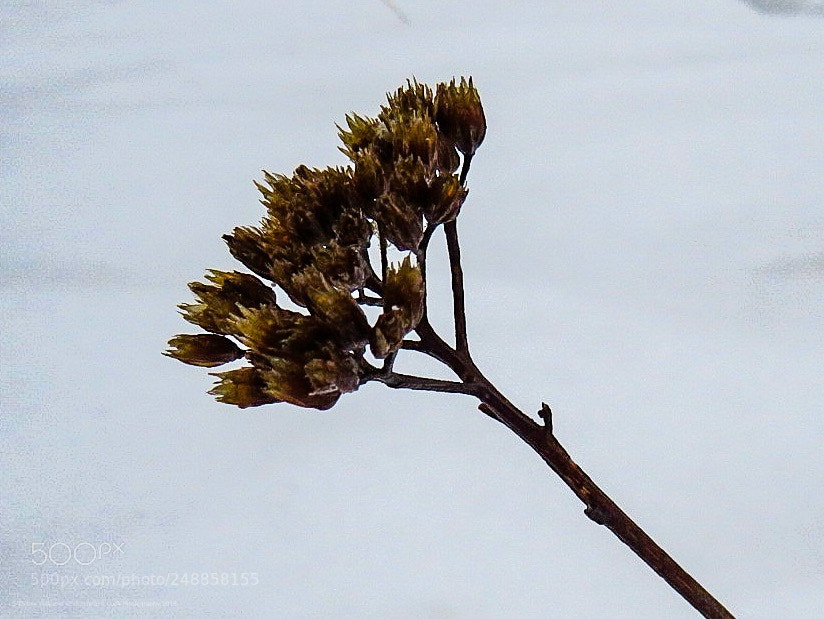 Canon PowerShot SX540 HS sample photo. Untitled photography