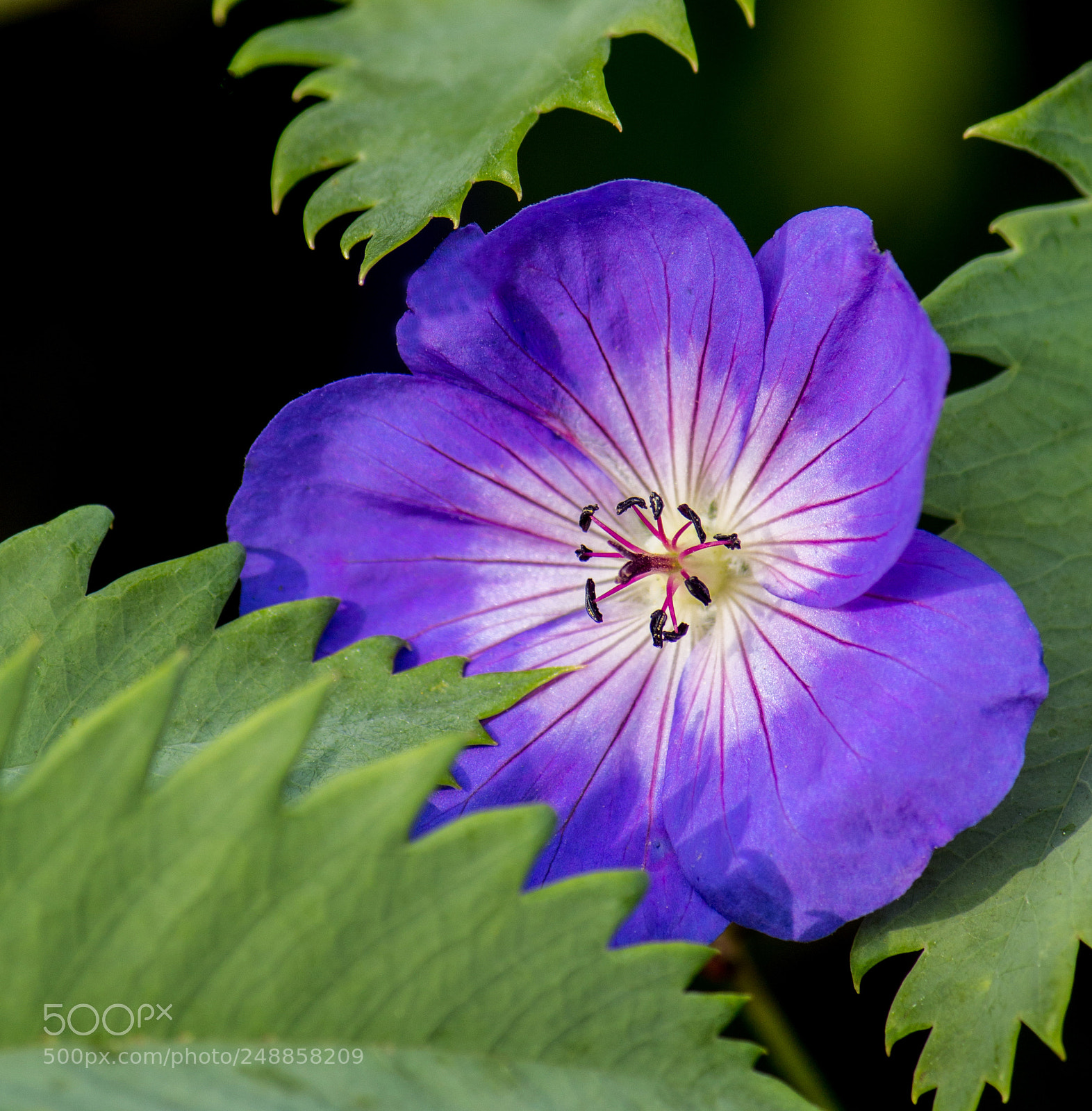 Canon EOS 650D (EOS Rebel T4i / EOS Kiss X6i) sample photo. Peeping geranium photography