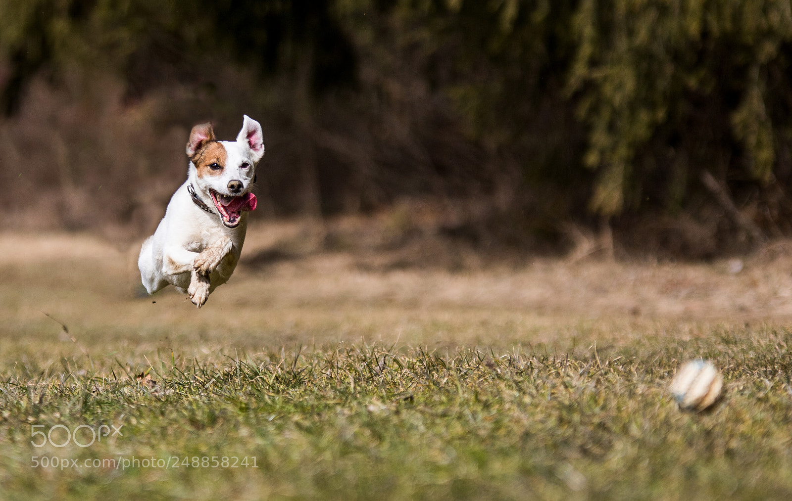 Canon EOS 7D Mark II sample photo. Murphy photography