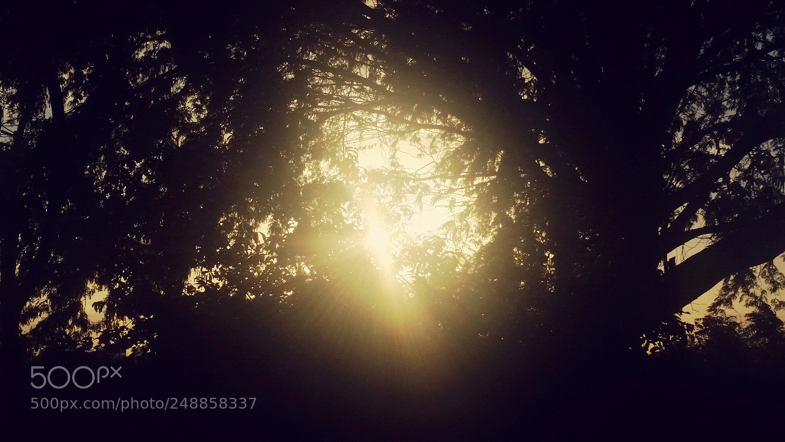 Samsung Galaxy S5 sample photo. From the trees photography