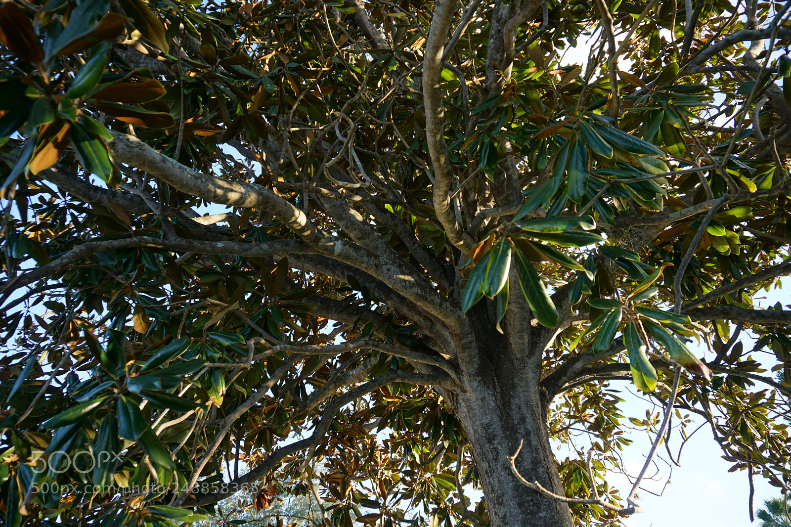Sony a6000 sample photo. Under a tree photography