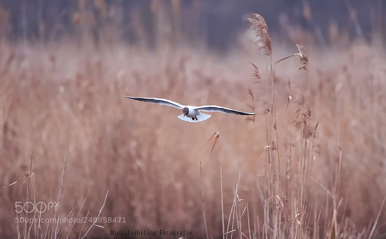 Nikon D7200 sample photo. Spring is coming photography