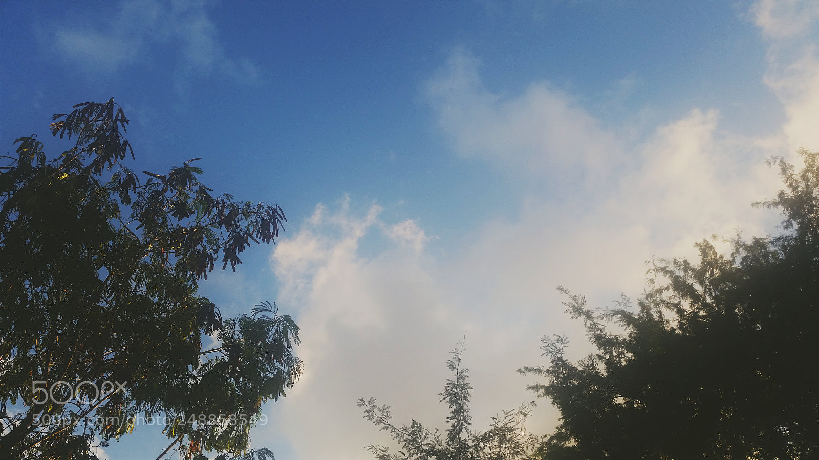 Samsung Galaxy S5 sample photo. From my backyard photography