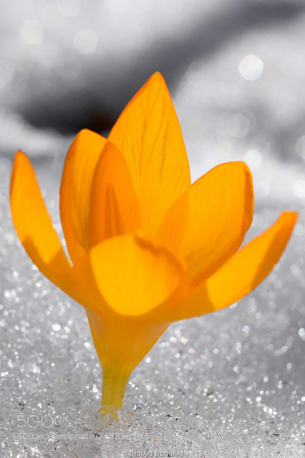 Nikon D3300 sample photo. Spring. unstoppable photography