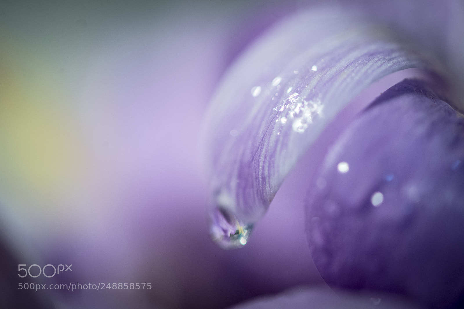 Nikon D600 sample photo. Violet photography