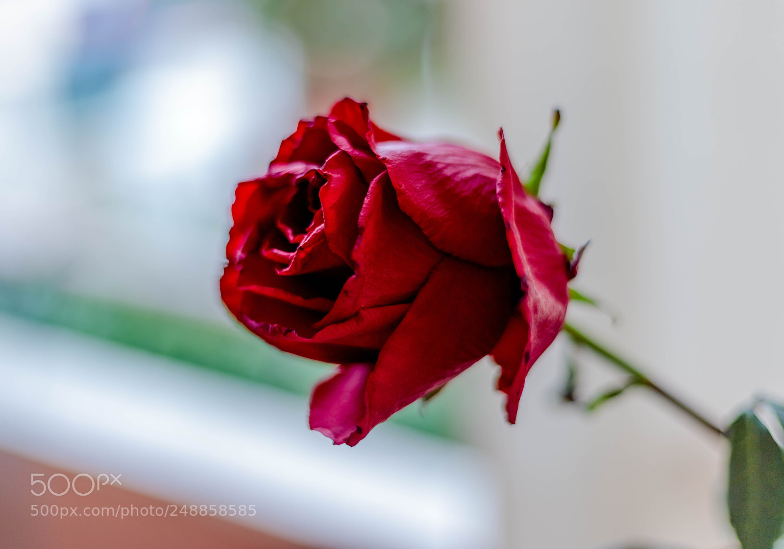 Canon EOS 6D Mark II sample photo. Red rose photography