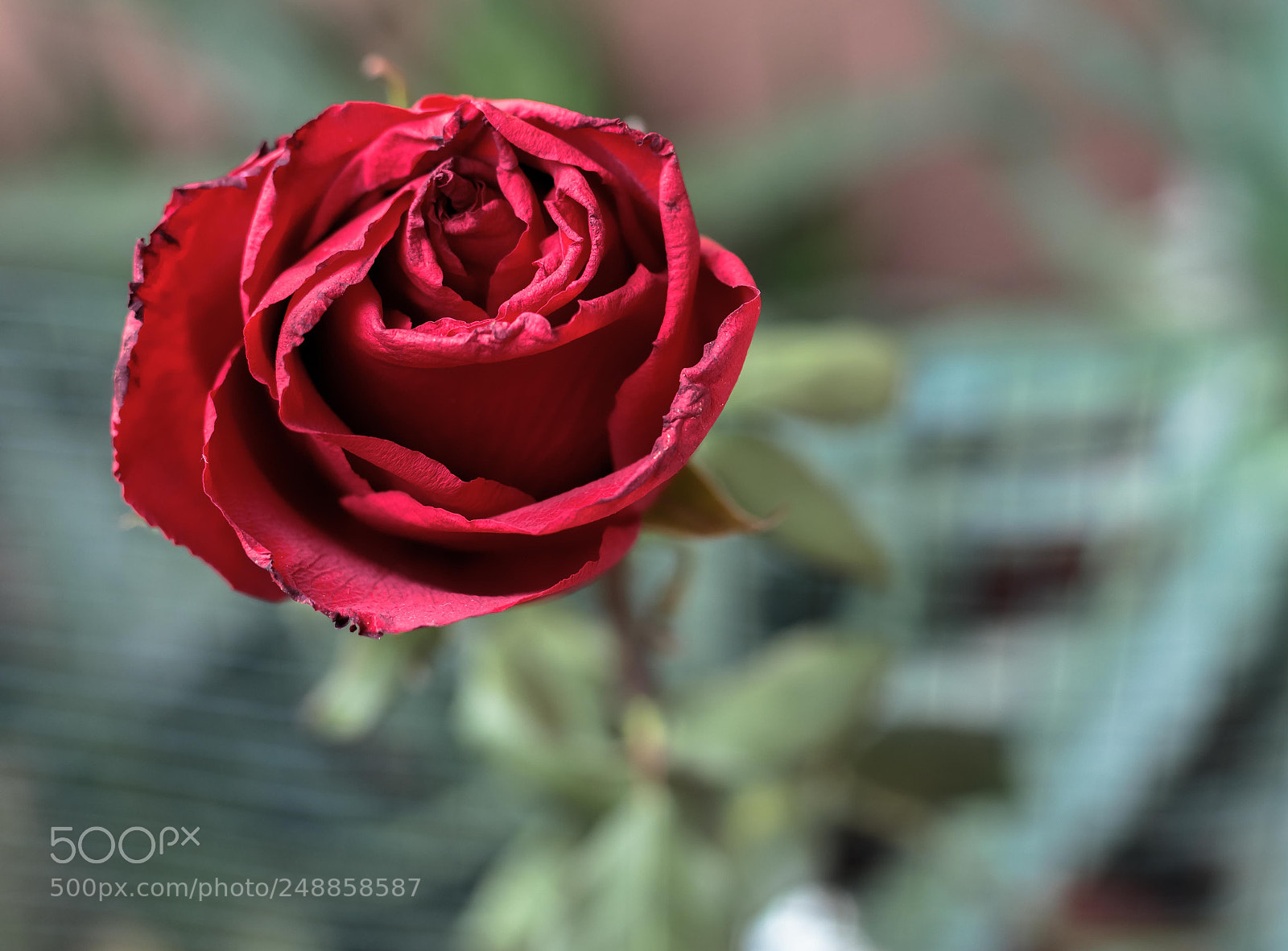 Canon EOS 6D Mark II sample photo. Red rose photography