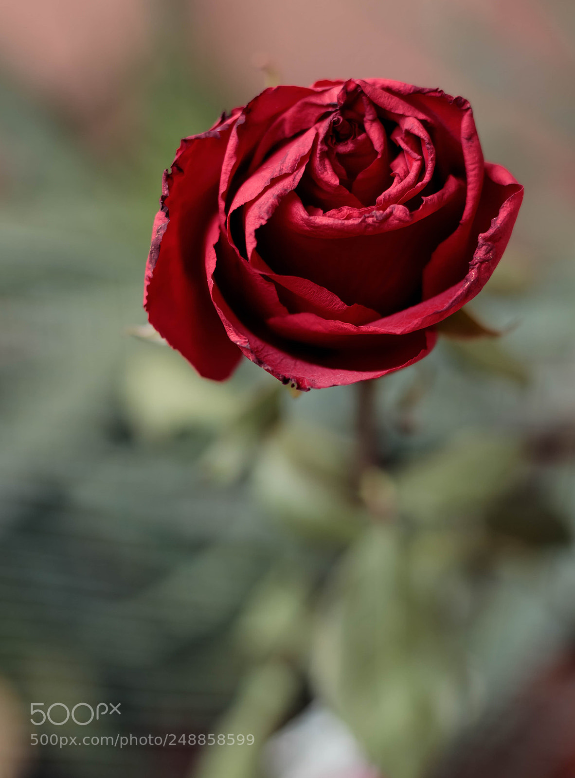 Canon EOS 6D Mark II sample photo. Red rose photography