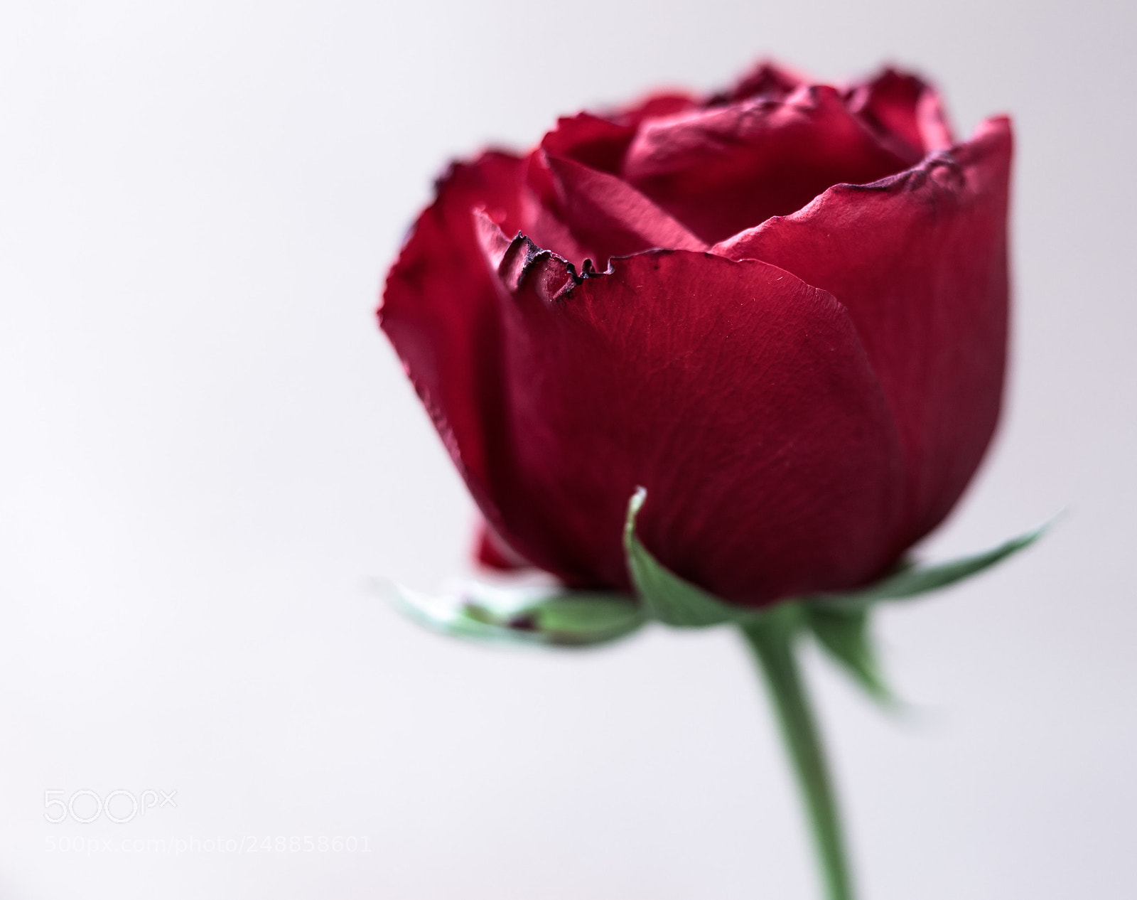 Canon EOS 6D Mark II sample photo. Red rose photography