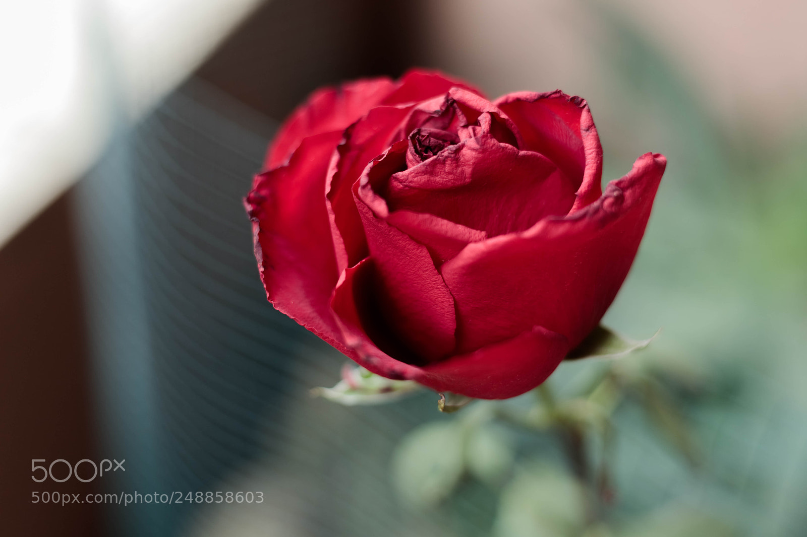 Canon EOS 6D Mark II sample photo. Red rose photography