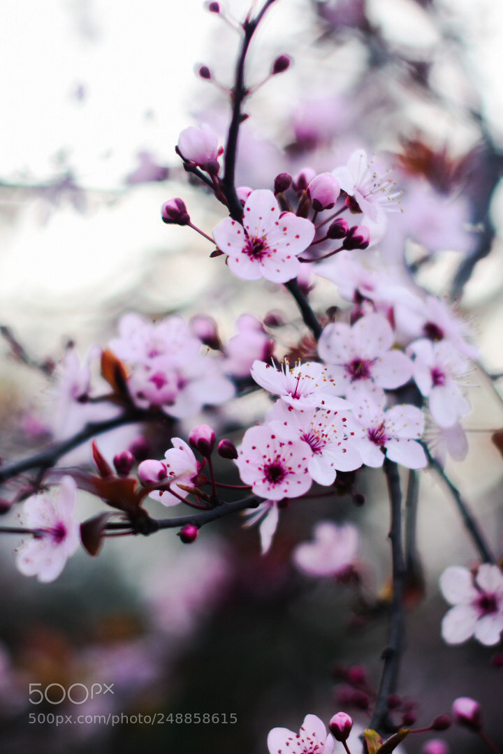 Nikon D7200 sample photo. Untitled photography