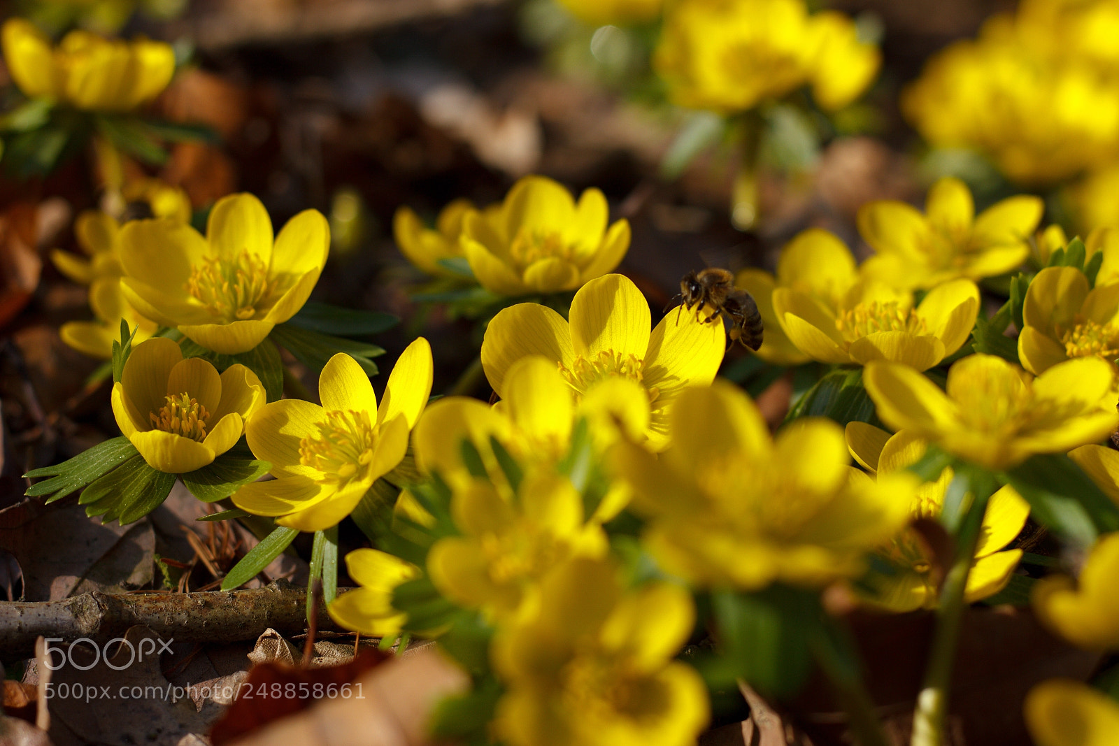 Canon EOS 550D (EOS Rebel T2i / EOS Kiss X4) sample photo. Yellow spring photography