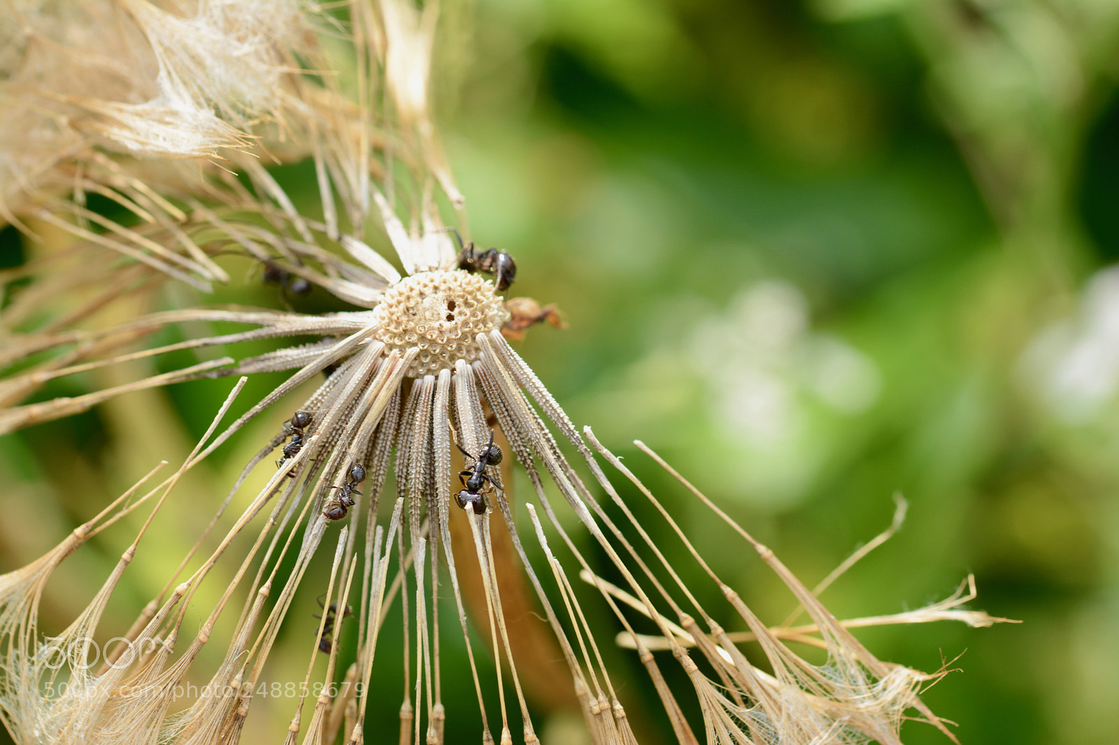 Nikon D7100 sample photo. Ants. photography