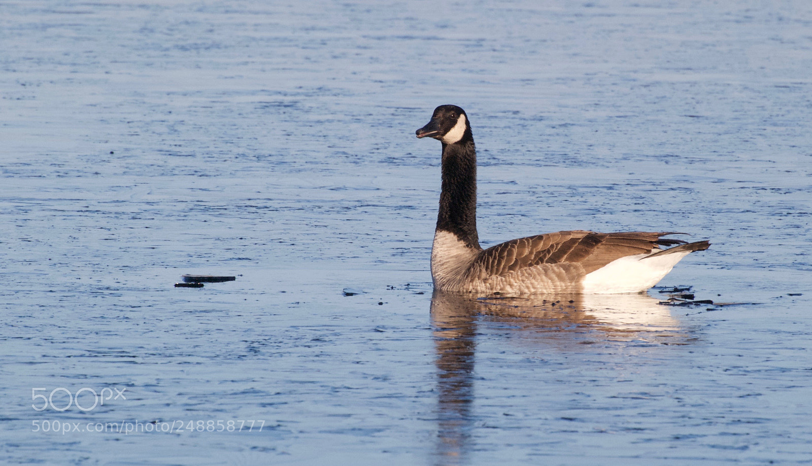 Nikon D80 sample photo. Canada goose photography