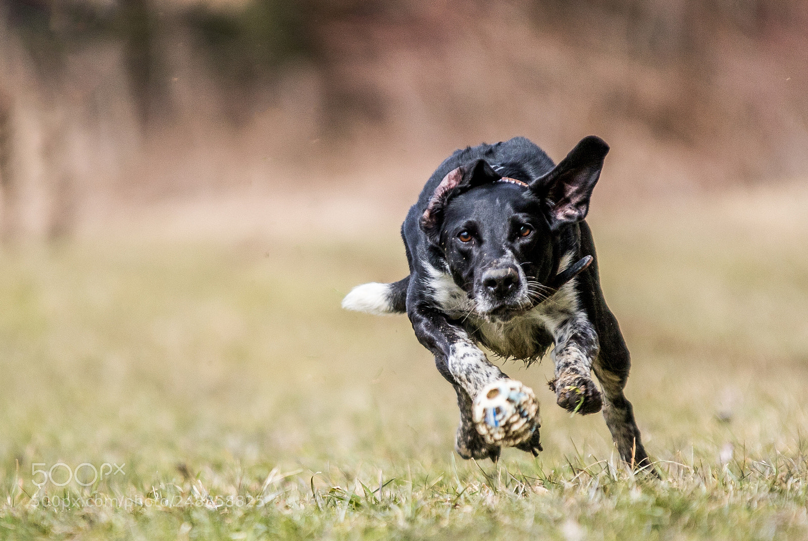 Canon EOS 7D Mark II sample photo. Where is the ball photography