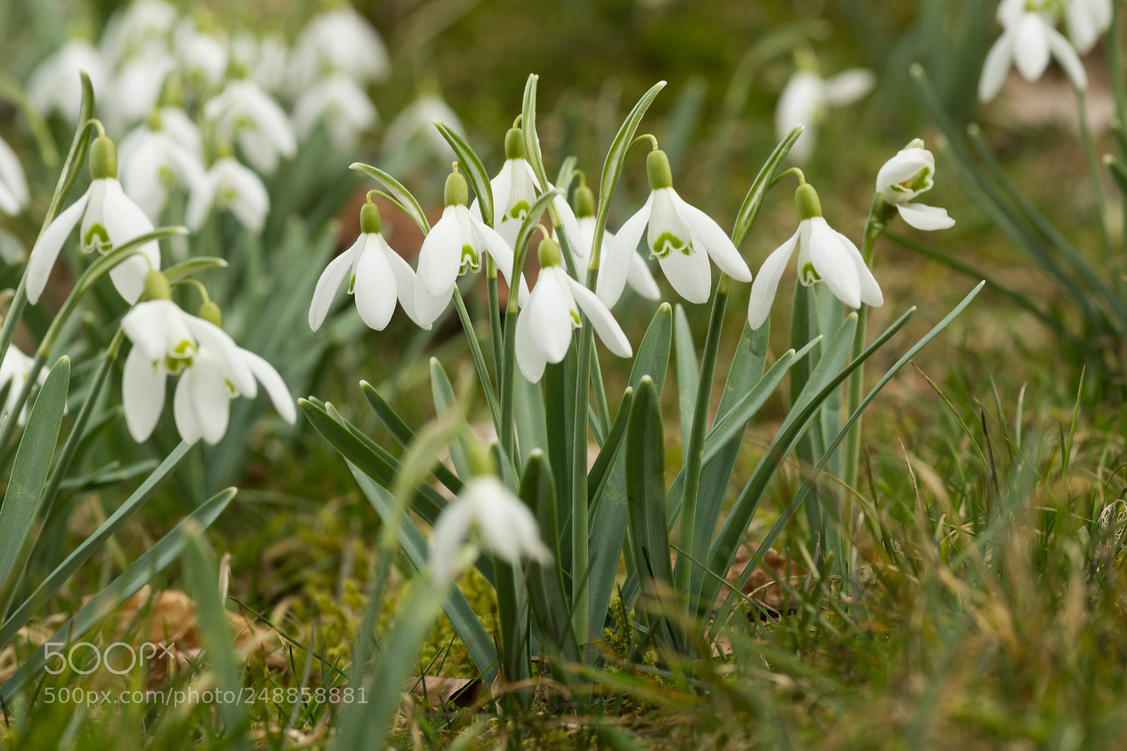 Sony SLT-A77 sample photo. Snowdrops photography