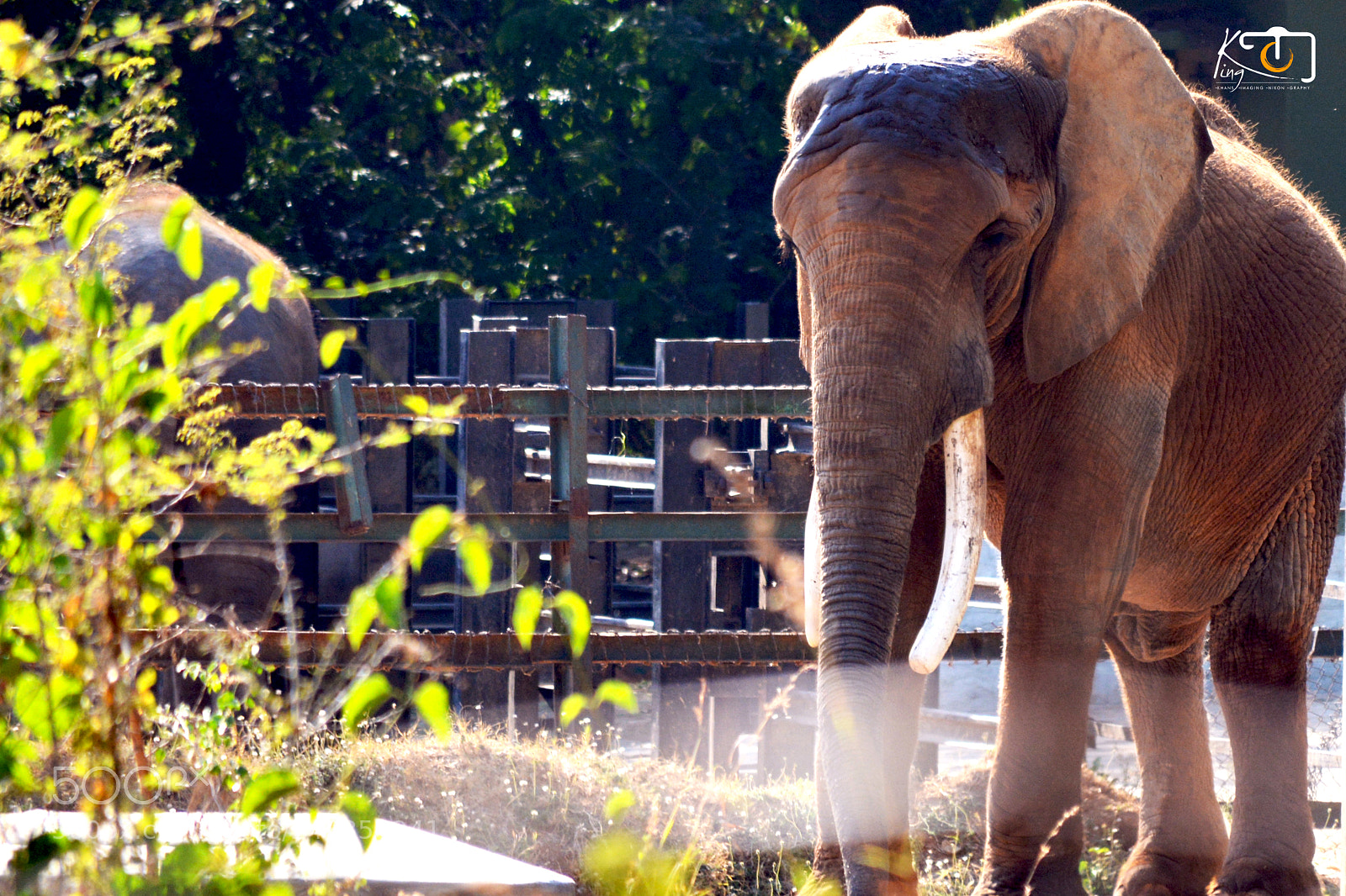 Nikon D5200 sample photo. Wild elephant photography