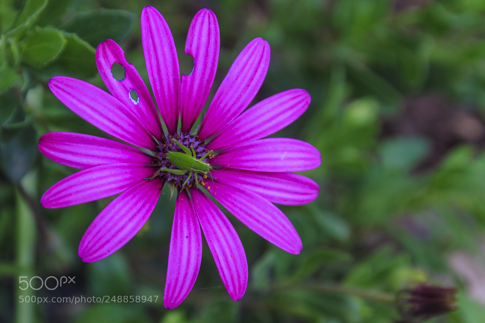 Canon EOS 600D (Rebel EOS T3i / EOS Kiss X5) sample photo. Flower photography