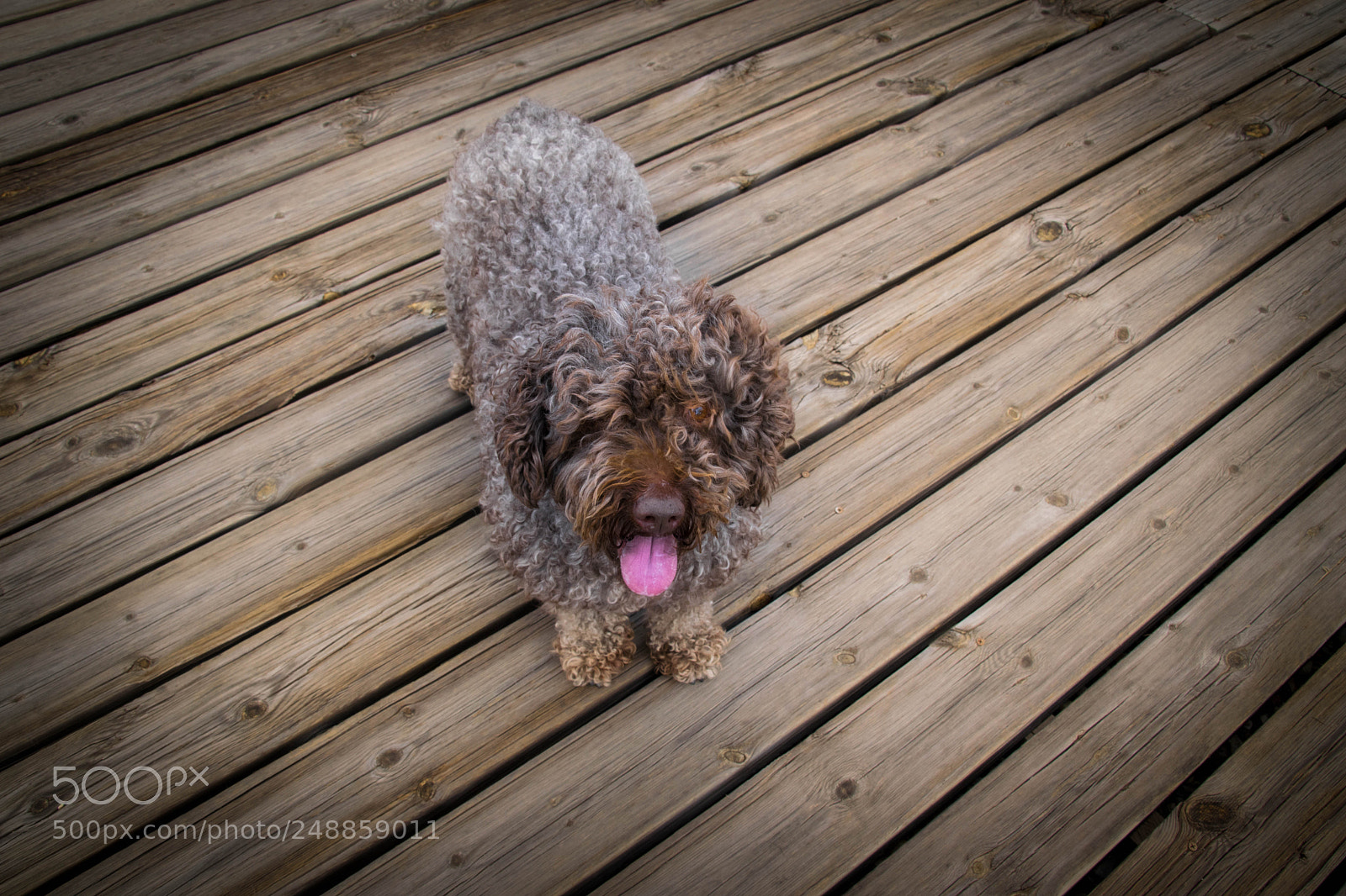 Nikon D5300 sample photo. Mara photography