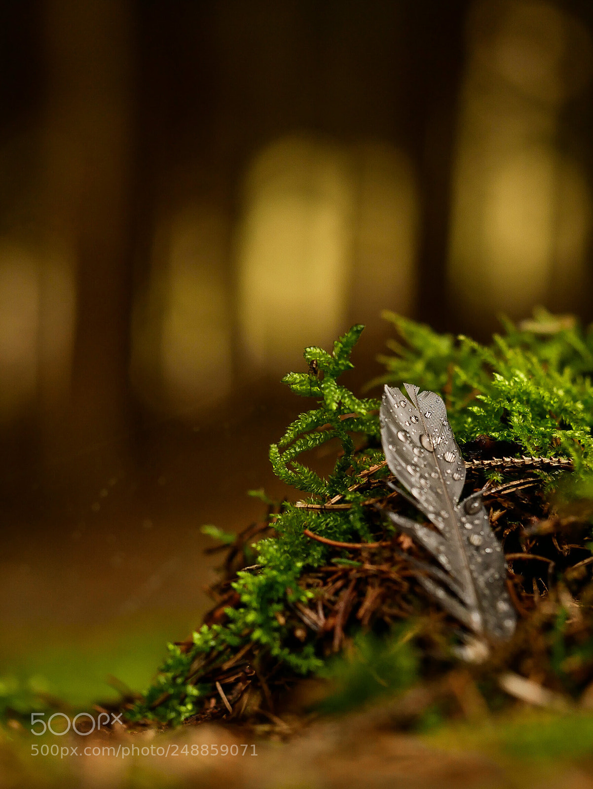 Panasonic DMC-G81 sample photo. Feather in the magic photography