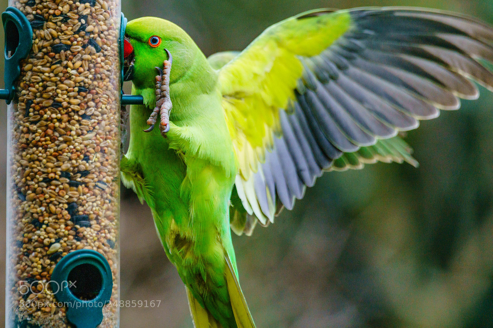 Sony a7R II sample photo. Parakeets mar photography