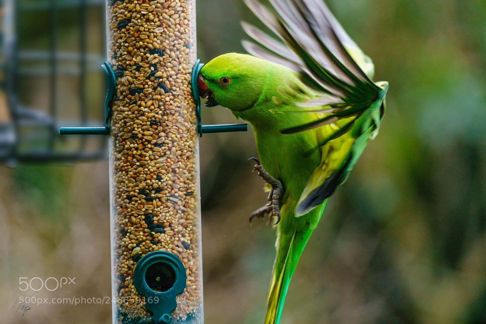 Sony a7R II sample photo. Parakeets mar photography