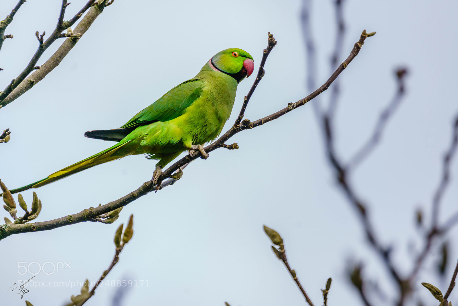Sony a7R II sample photo. Parakeets mar photography