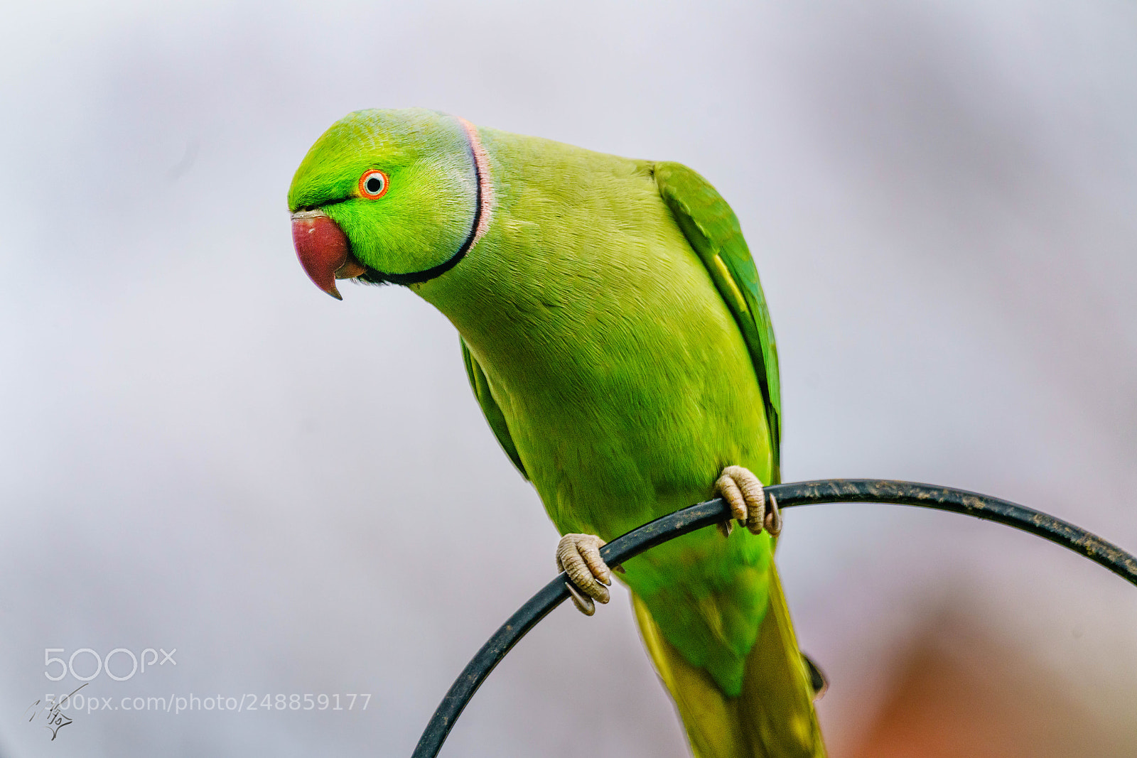 Sony a7R II sample photo. Parakeets mar photography