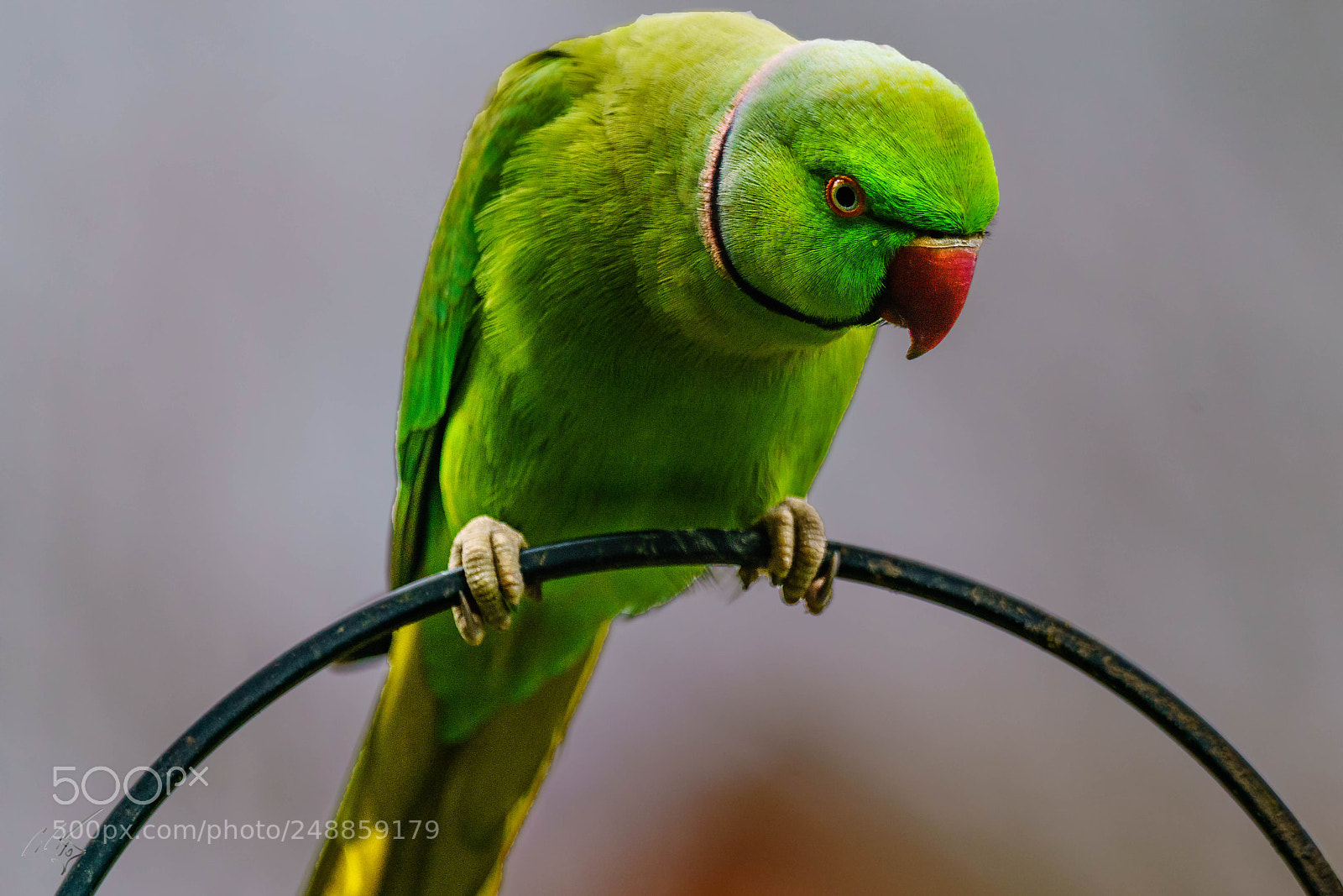 Sony a7R II sample photo. Parakeets mar photography