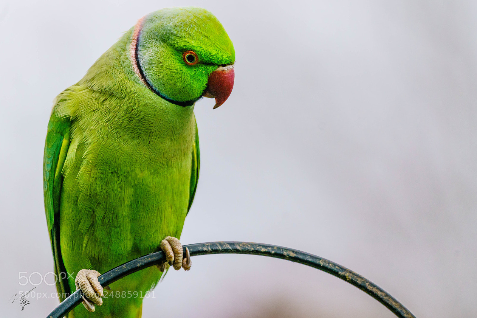 Sony a7R II sample photo. Parakeets mar photography