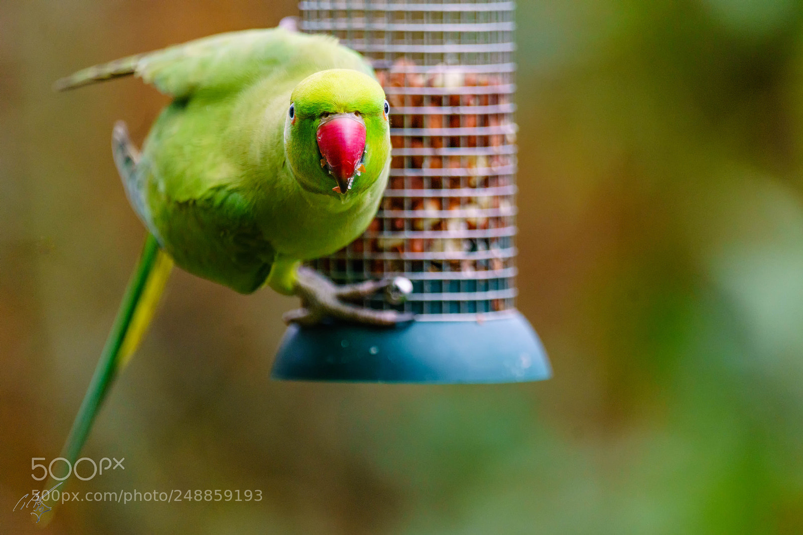 Sony a7R II sample photo. Parakeets mar photography